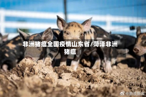 非洲猪瘟全国疫情山东省/菏泽非洲猪瘟-第1张图片